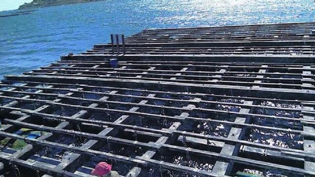 Mantenimiento de bateas y cuidado ambiental