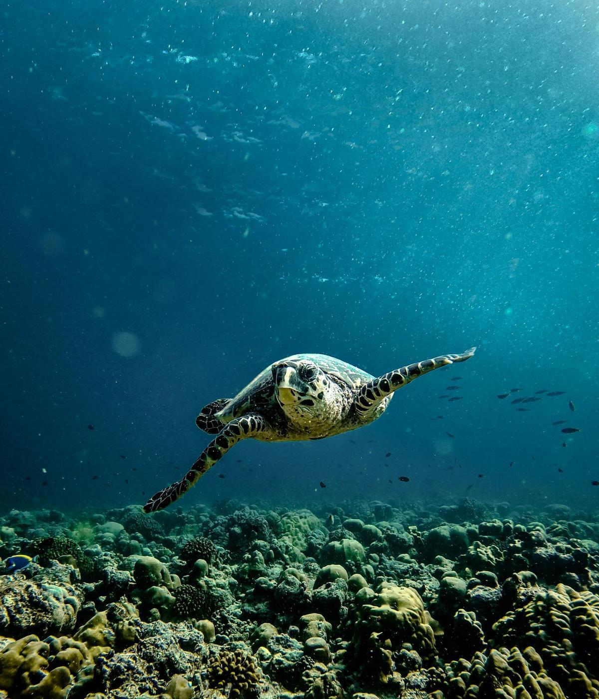 Las tortugas son compañeras habituales en Maldivas