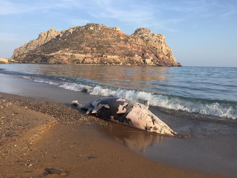 Un delfín aparece muerto en la Playa Amarilla de Águilas