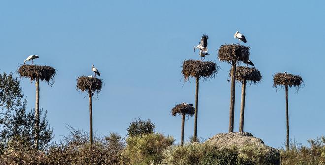 Cigüeñas en Malpartida de Cáceres