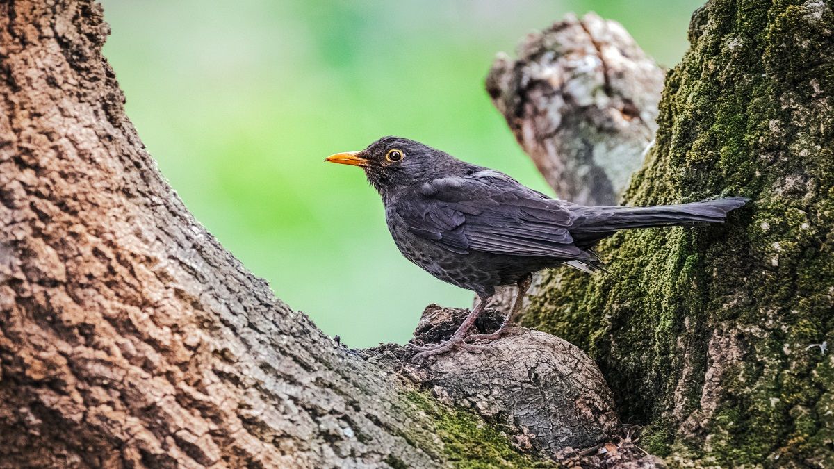 Reino Unido cierra varias reservas naturales por miedo a la gripe aviar