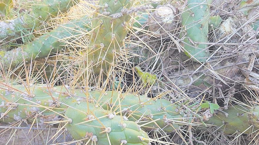 Nou inventari de cactus ‘opuntia’  en la desembocadura del Millars