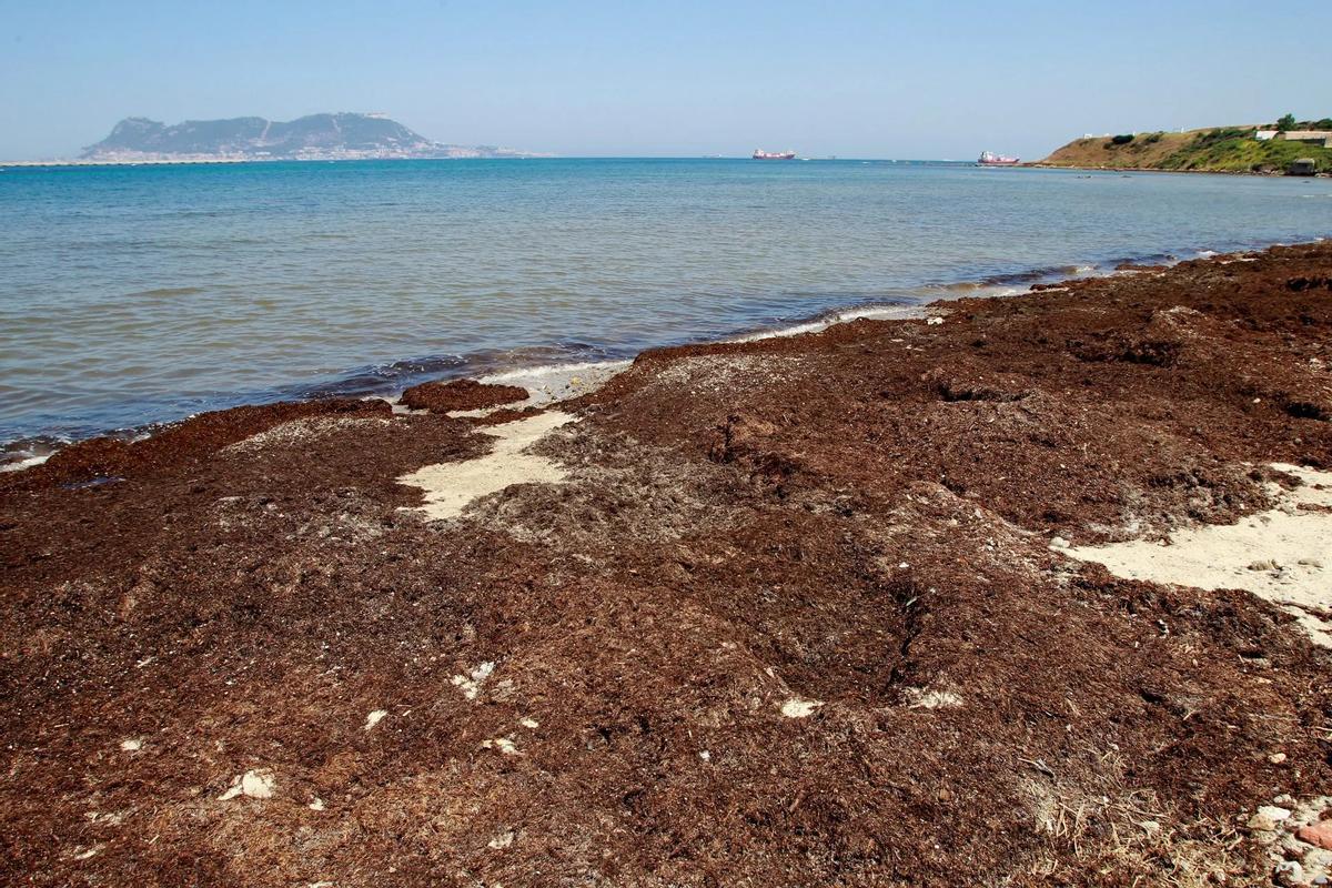 La playa del Chinarral en Algeciras (Cádiz) totalmente plagada del alga invasora Rugulopterix okamurae.
