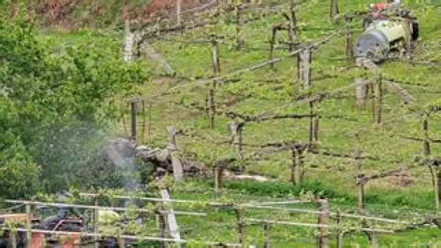 Mildiu, black rot y vegetación adventicia ocupan al viticultor