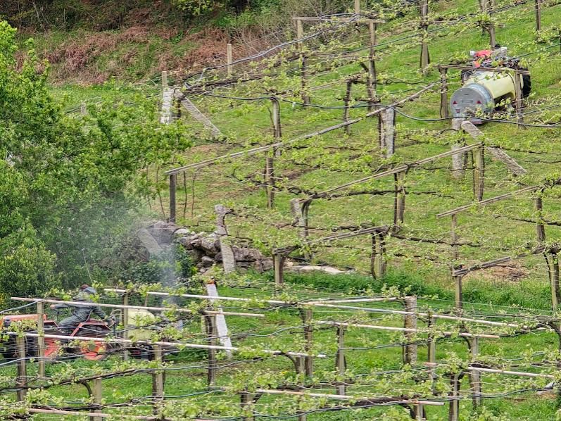 Los viticultores ya se emplean a fondo para luchar contra el mildiu.