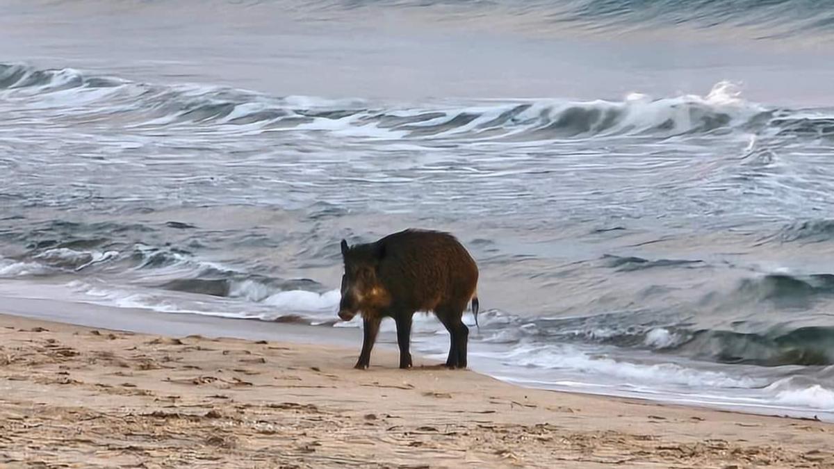 Jabalíes tomando el baño en la playa de la Llastra en Sueca