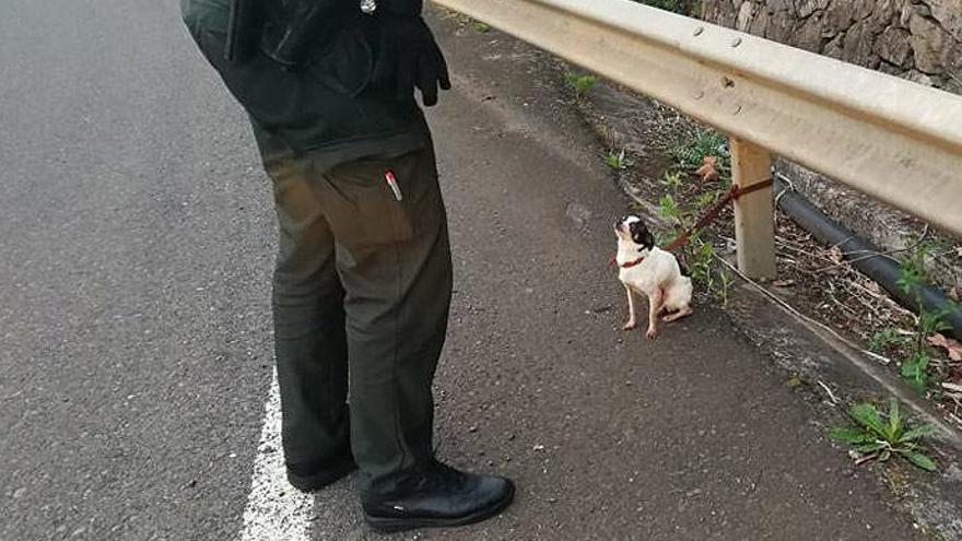Un Guardia Civil atiende al perro abandonado.