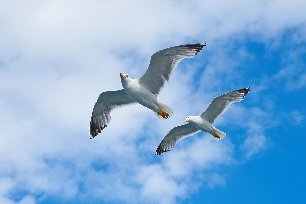 Gaviotas en vuelo