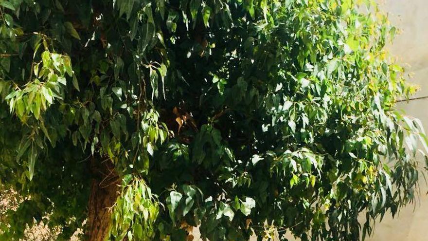 Bomberos retiran un enjambre de abejas en el colegio de Daya Nueva