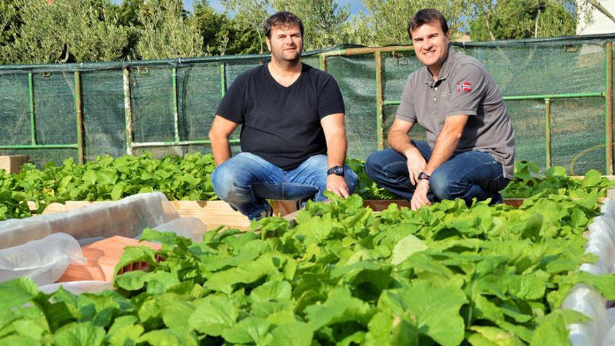 Els germans Rodà davant de la plantació de Naps de Capmany.