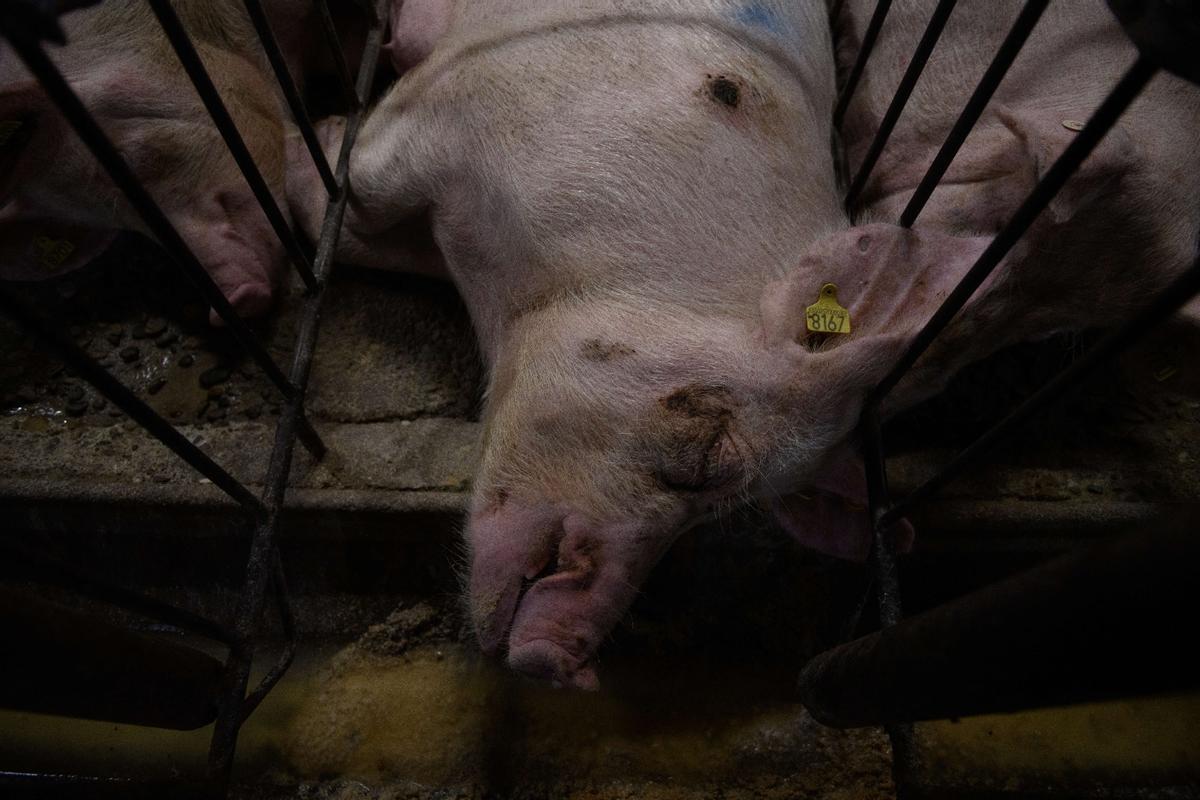 Un cerdo en una de las granjas de Aragón.
