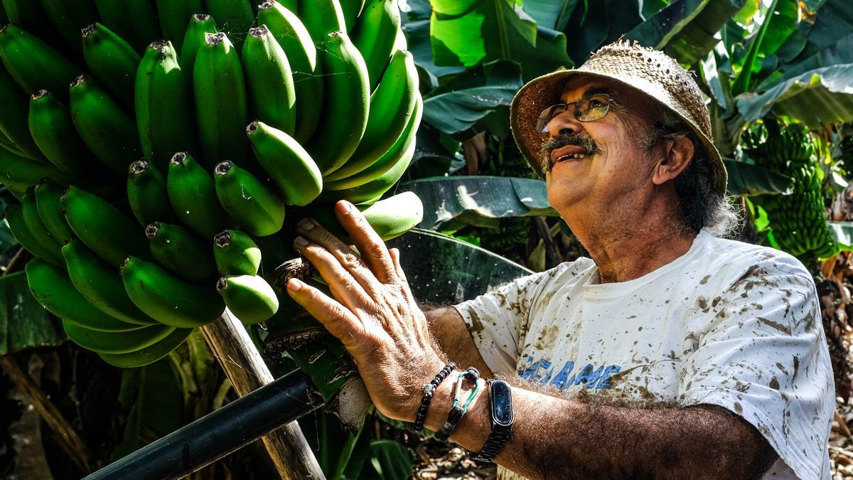 Un agricultor en la finca de plataneras en Gran Canaria.