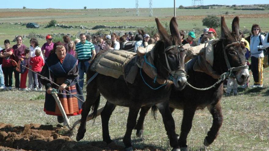 Arada con burro en Villalcampo