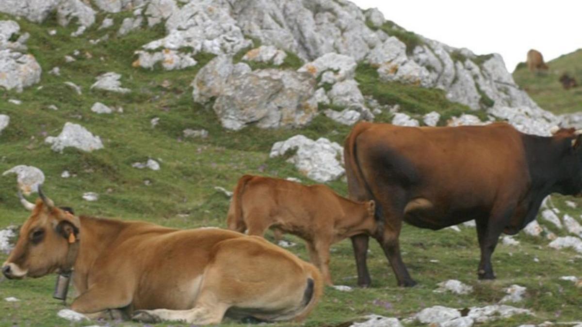 Vacas en los montes del Aramo. | LNE