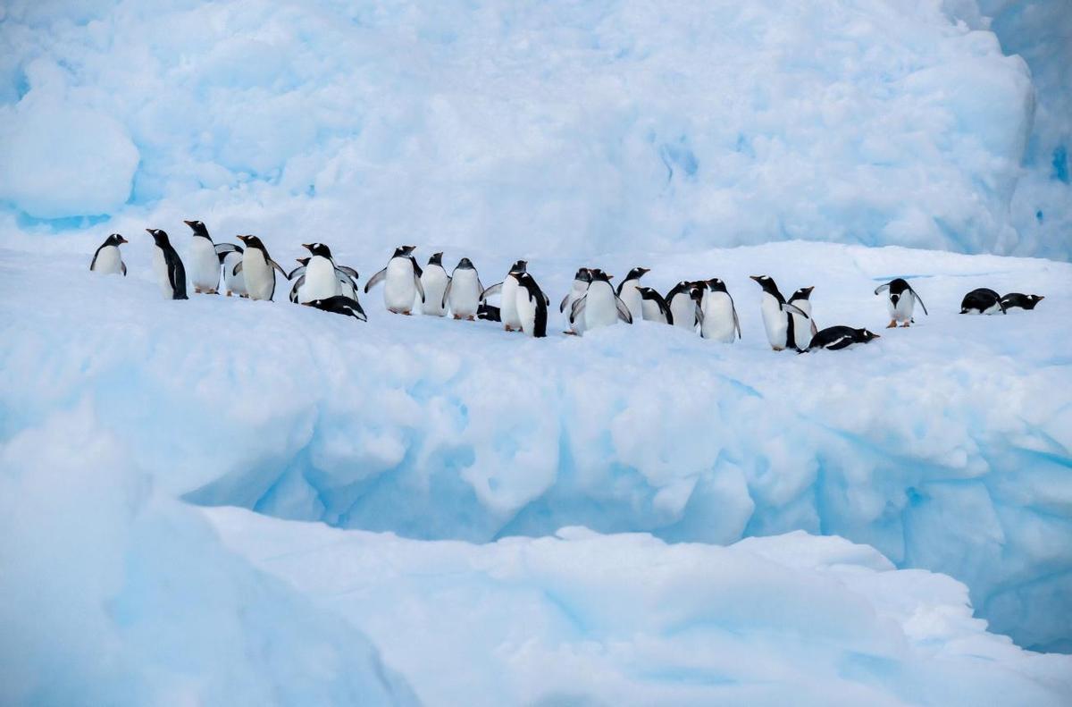 Pingüinos en la Antártida.