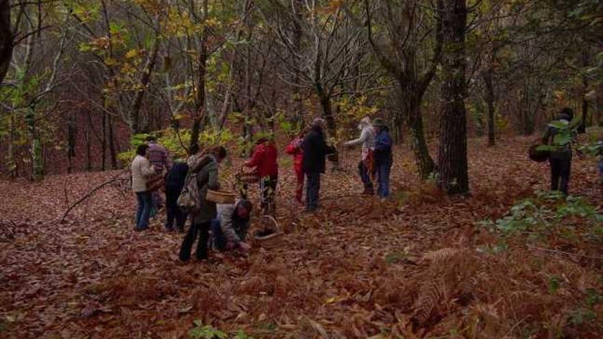 Un grupo de personas recoge setas en un monte gallego. / iñaki osorio