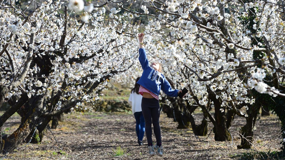 Cerezos en flor