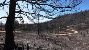 Imágenes aéreas de la zona arrasada por el incendio.