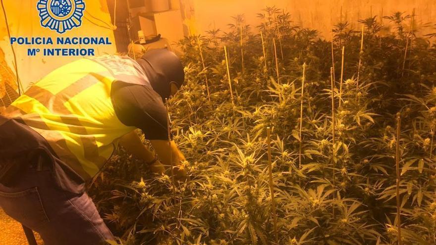 Detienen a un hombre por cultivo de marihuana en Badajoz