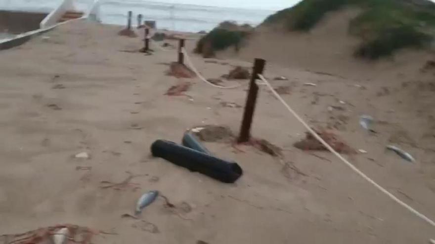 Temporal Gloria: Los peces muertos invaden las calles del Perellonet