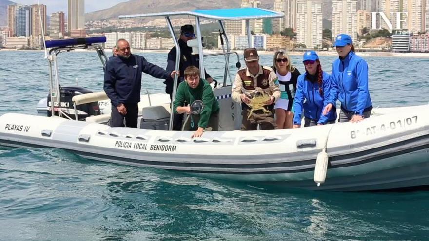 Regresa al mar la tortuga varada en julio en Benidorm