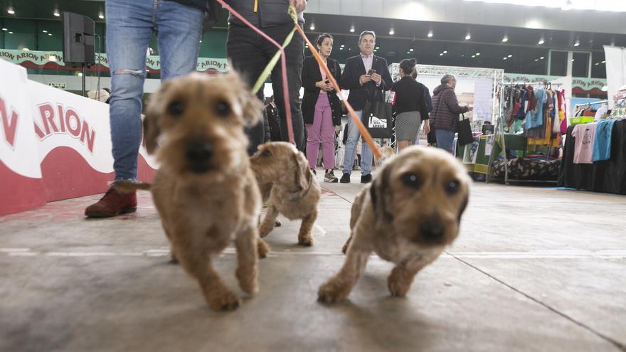 &quot;El impacto económico de la feria Principets es muy importante&quot;, defiende la Cámara de Comercio