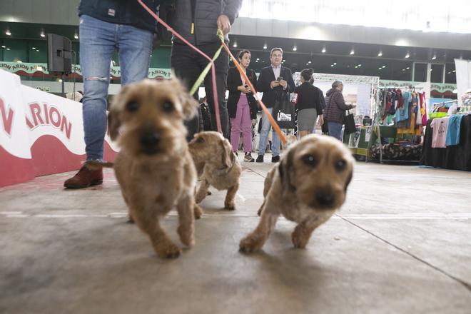 Inauguración del salón asturiano de las mascotas Principets