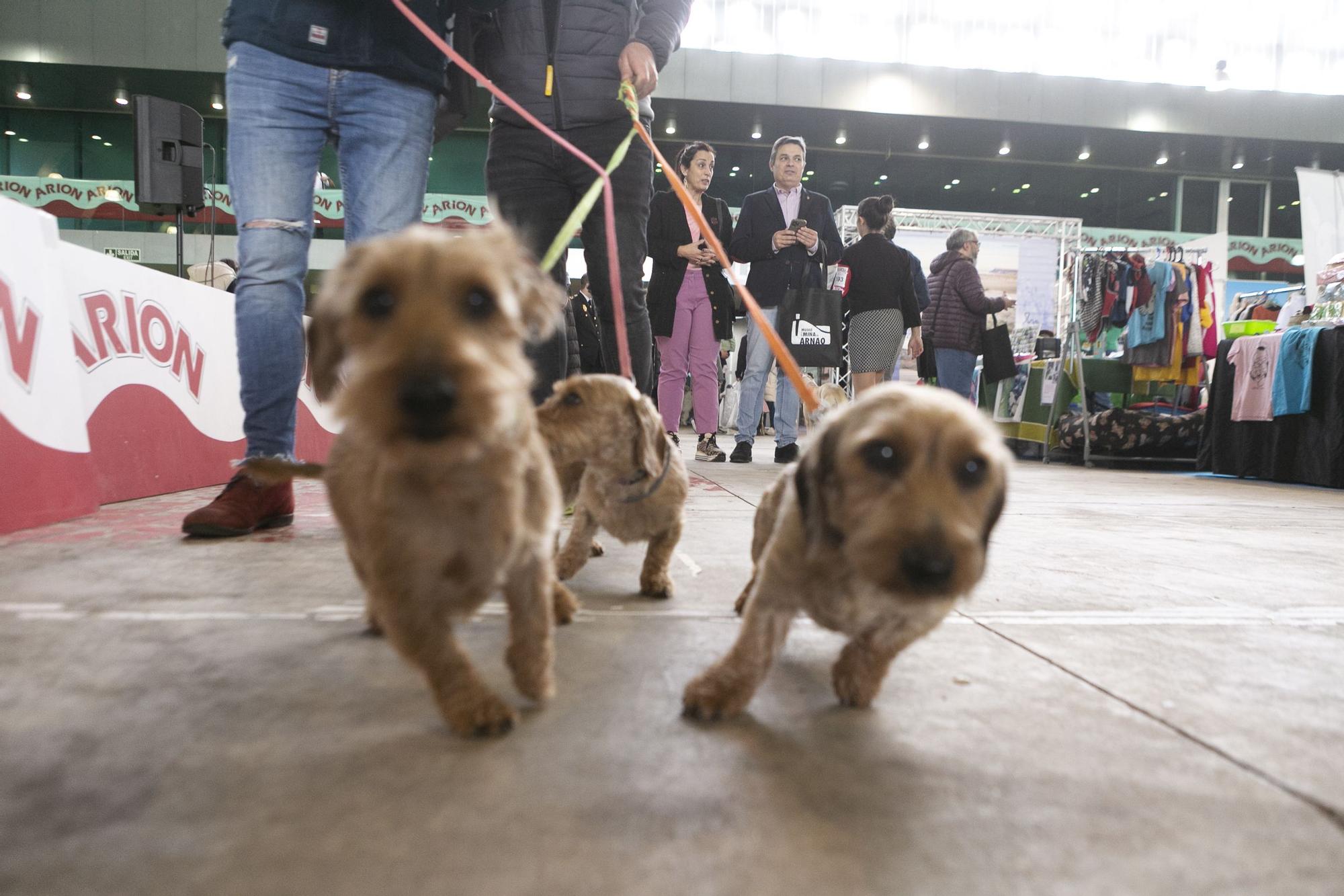 Inauguración del salón asturiano de las mascota.