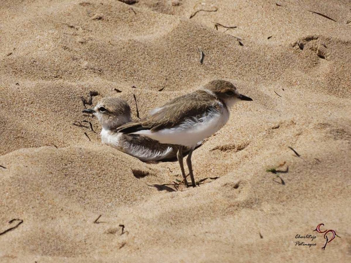 ÉXITO REPRODUCTIVO DEL CHORLITEJO PATINEGRO EN EL PARAJE NATURAL MUNICIPAL DEL MOLINO DEL AGUA DE TORREVIEJA 4.jpg