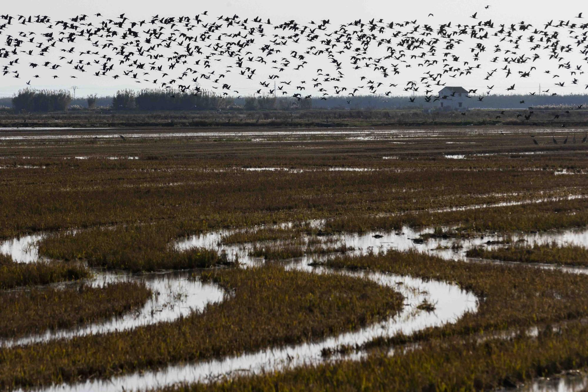 El picatort toma l'Albufera