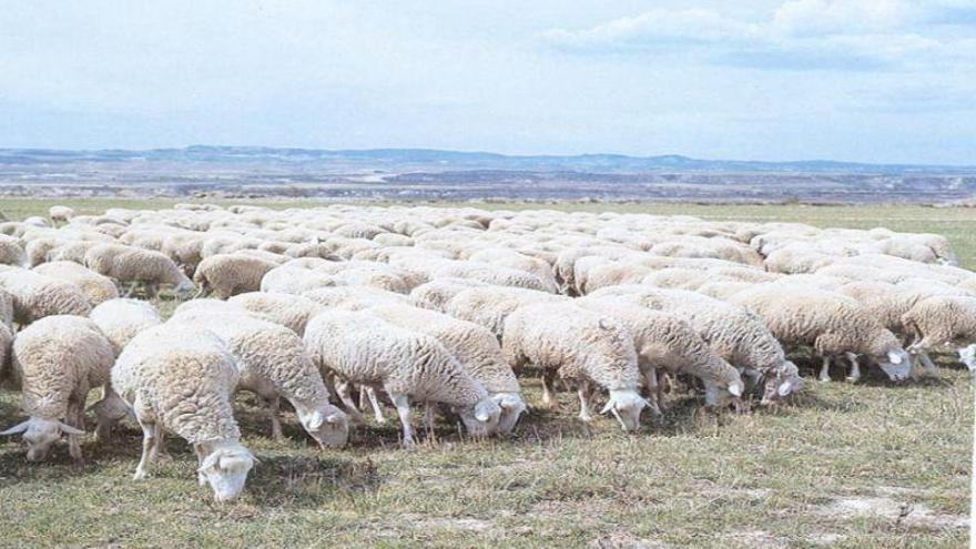 Identifican una variante genética que aumenta el número de corderos por parto