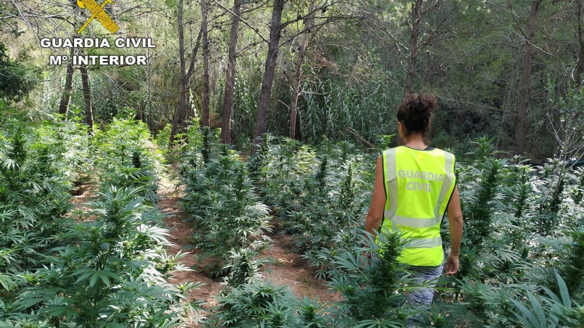 Descubren un &#039;bosque&#039; de marihuana en Torrechiva