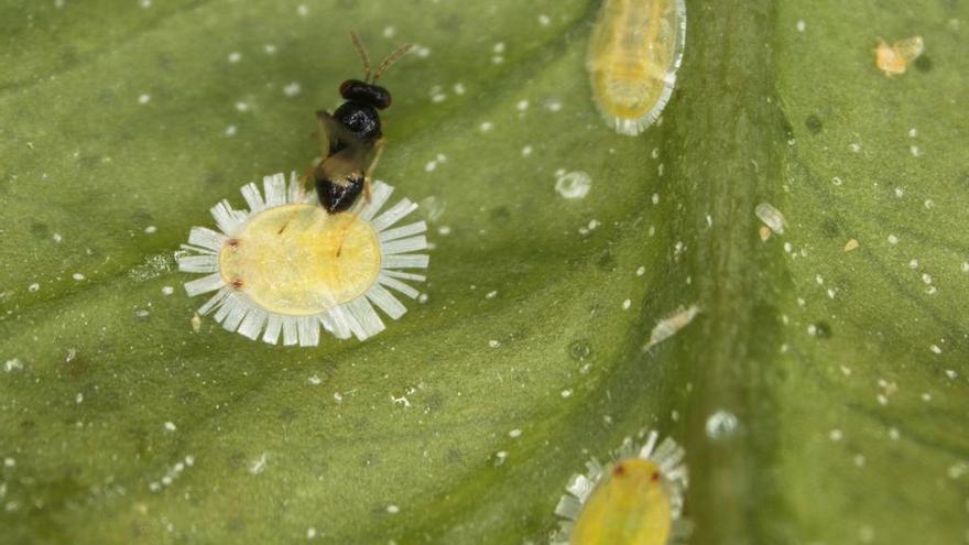 Imagen de un insecto que transmite el &quot;greening&quot;