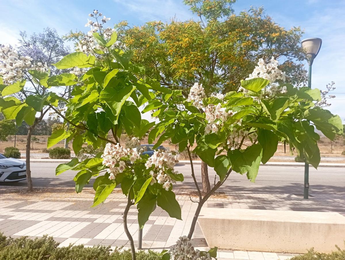 Detalle del bulevar y el paseo peatonal, la pasada primavera.