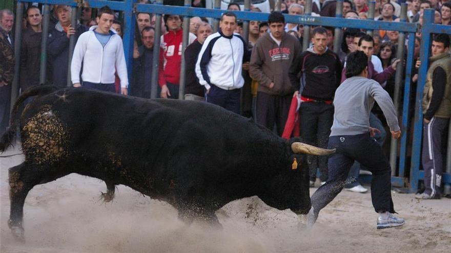 Los taurinos exigen un veterinario de urgencia para los ‘bous al carrer’