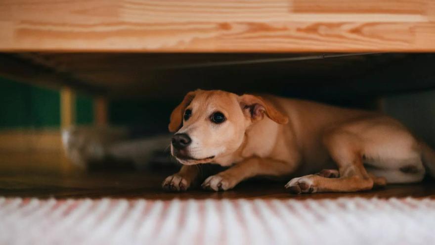 Las preocupantes cifras de abandono de perros en un municipio de Tenerife: 47 animales en un mes