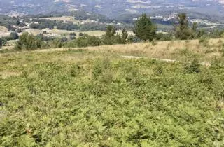 Las nuevas plantaciones de frondosas ganaron 1.000 hectáreas en tres años
