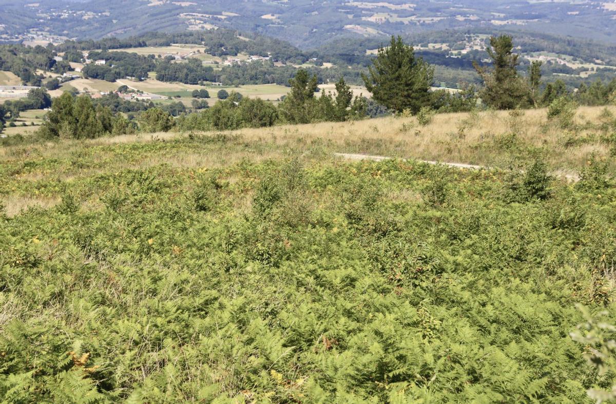 Una plantación de castaños, con otras especies al fondo, en el Monte Carrio. | BERNABÉ / LUCÍA ABELEDO