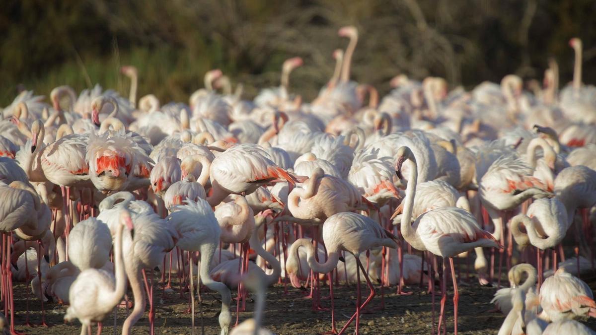 Espectacular imagen de miles de flamencos en el Parque Natural de la Albufera