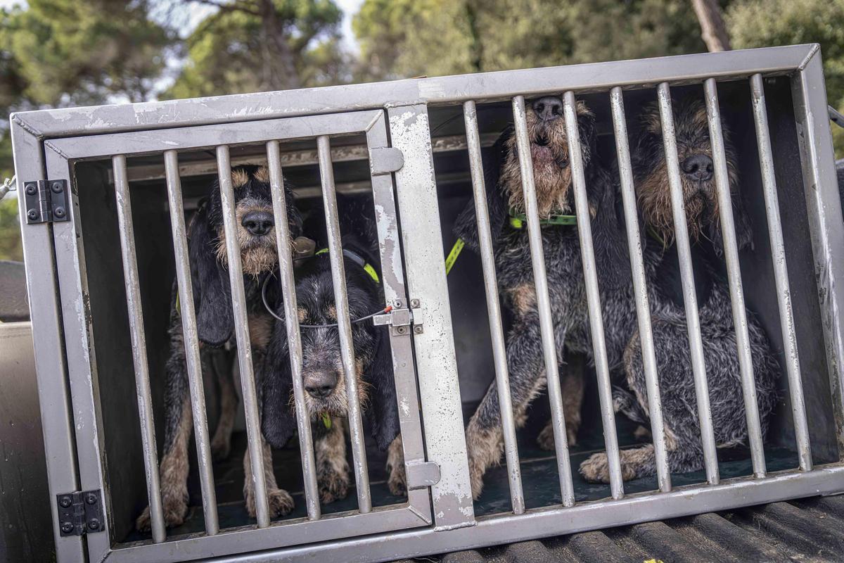Así funciona una batida de caza en Girona: seguridad, convivencia y control del jabalí