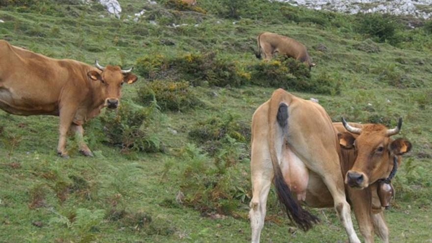 La campaña de pastos reunirá a más de 19.000 reses en los montes de la comarca del Caudal