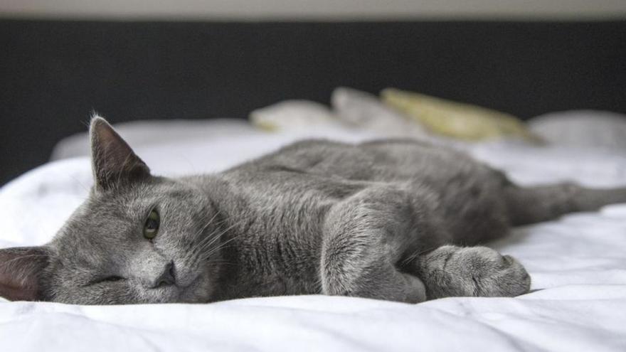 Alertan de lo que puede pasar si duermes con tu gato por las noches