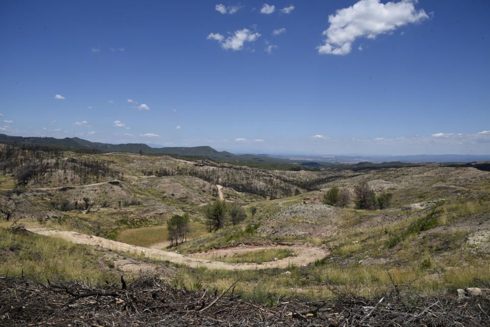 La zona afectada pel foc d'Òdena, un any després