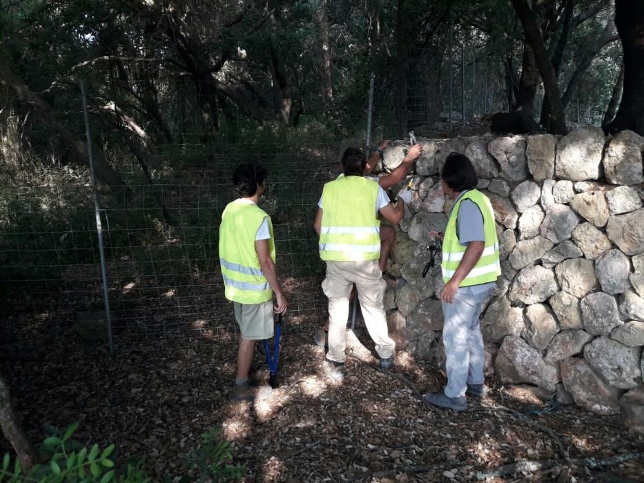 Apertura del camino público de la carreteta vieja Lluc Pollença