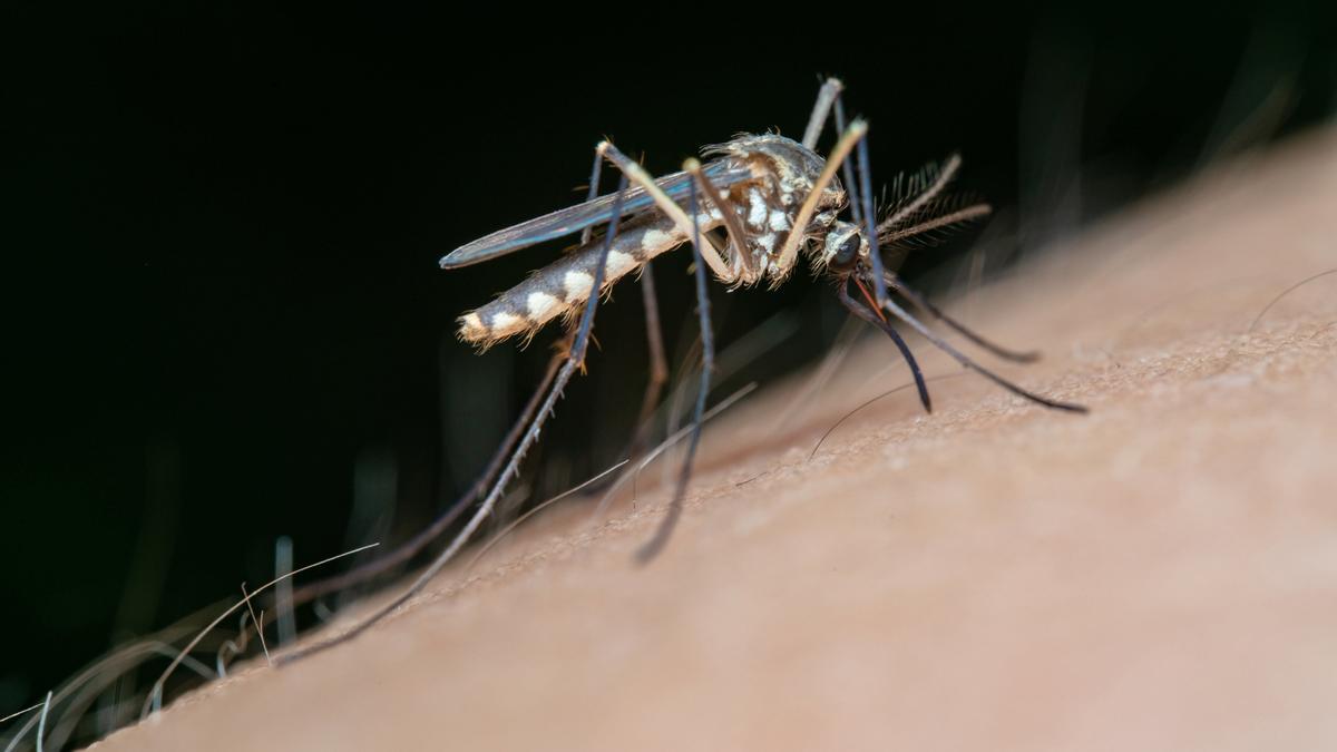 Tres nuevos casos de fiebre del Nilo en Extremadura, uno de ellos en UCI