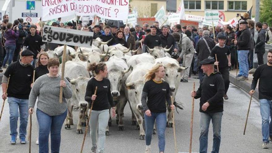 1.200 manifestantes contra la suelta de dos osas en la cordillera