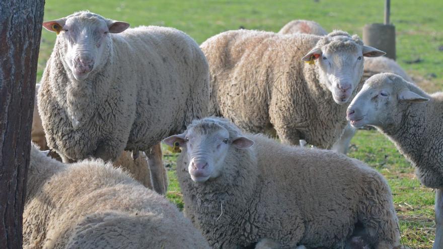 Warum die Wolle von den Schafen auf Mallorca viel mehr kann als nur Pullover
