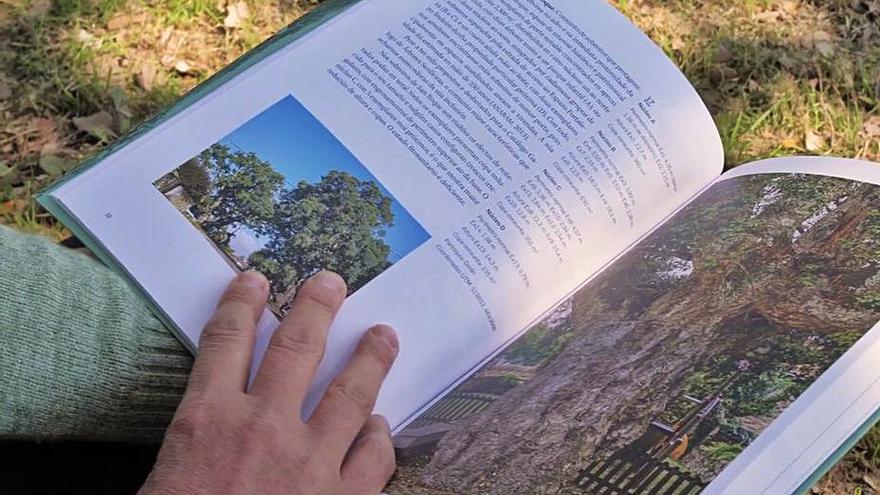 Un libro recolle máis dun cento  de árbores senlleiras de Tomiño