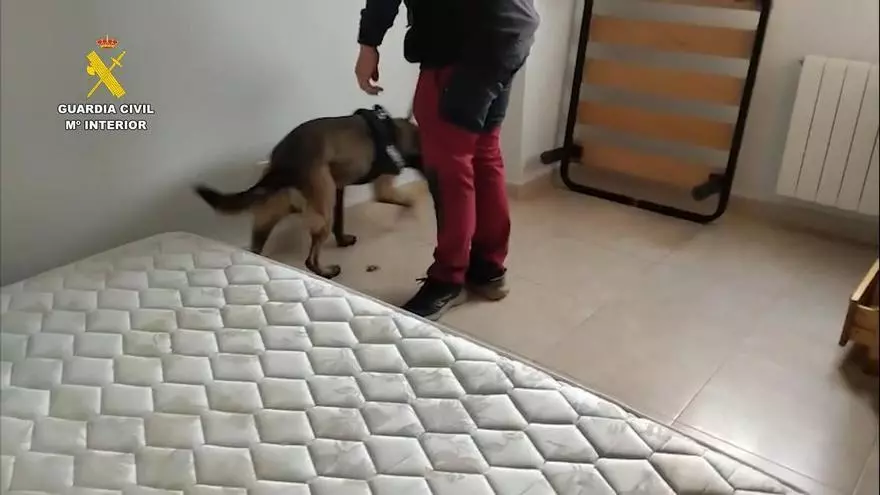 Cae una organización criminal dedicada al cultivo, elaboración y distribución de marihuana