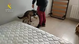 Desarticulada una organización criminal que contaba con más de 10.000 plantas de marihuana en Segovia, Madrid y Toledo